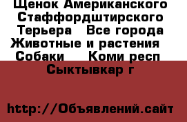 Щенок Американского Стаффордштирского Терьера - Все города Животные и растения » Собаки   . Коми респ.,Сыктывкар г.